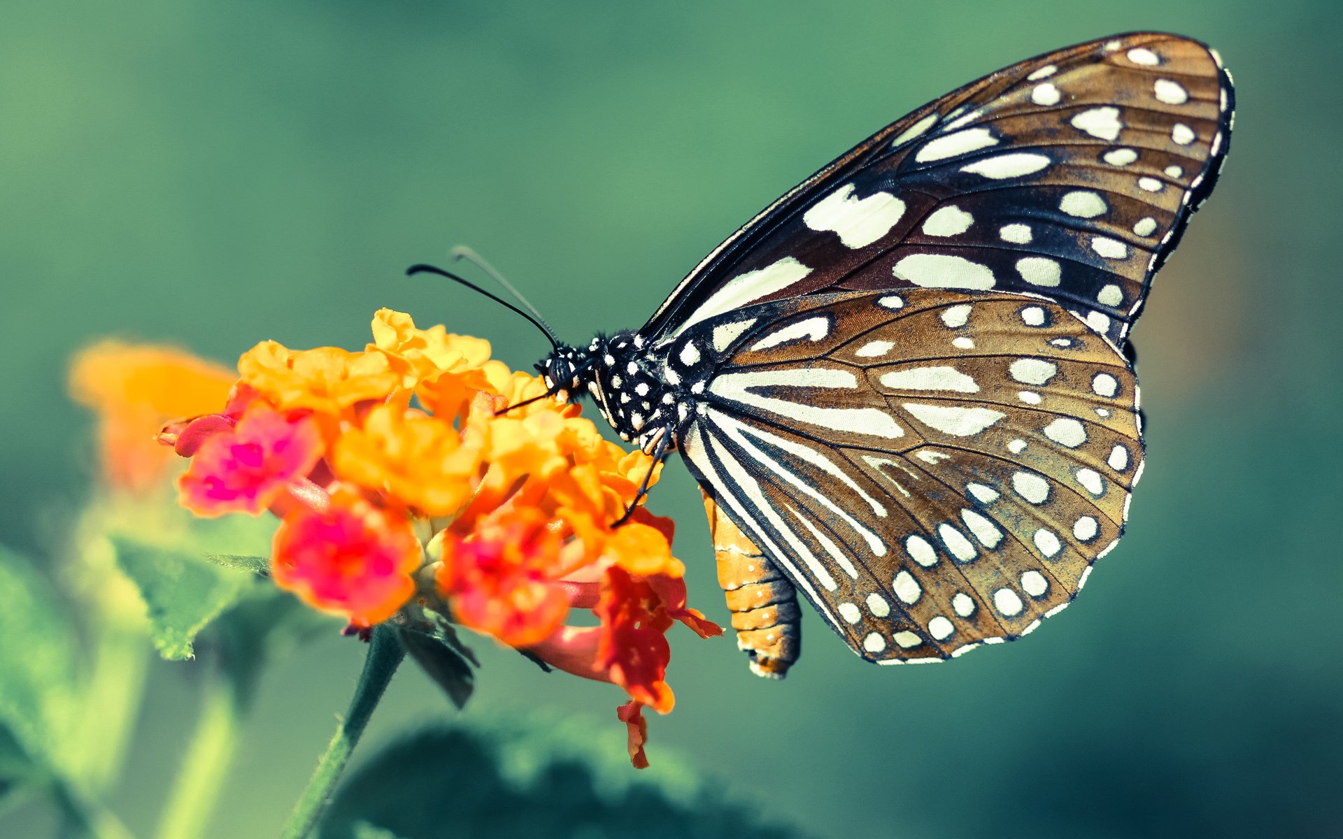 爱游戏官网充值-“英超接近收官，争冠大战硝烟弥漫”，英超争4