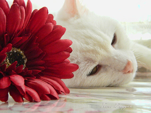 爱游戏电竞同步-【赛事组织】从现场到线上，全渠道直播带你“云看球”，看球宝云雀直播