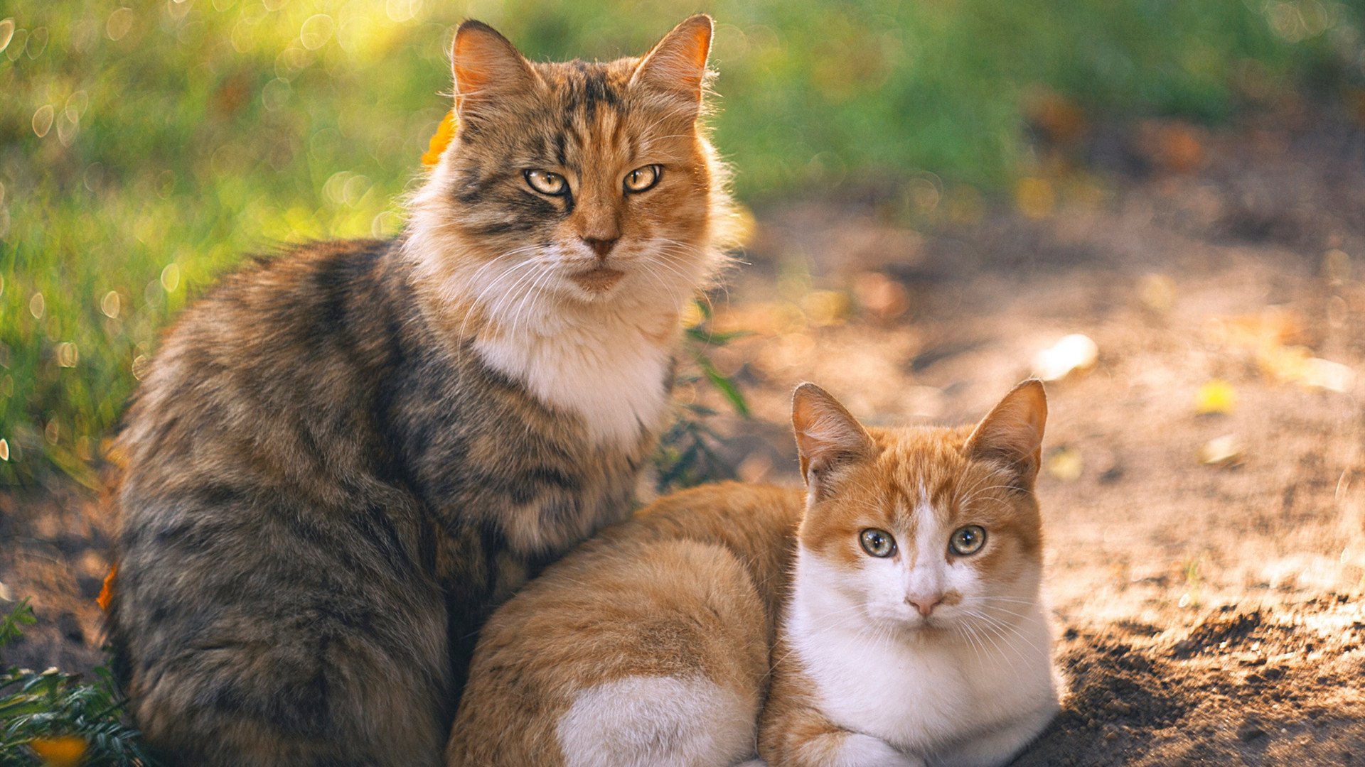 广东队青训营吸引众多青年球员，培养未来力量，广东青训俱乐部招生
